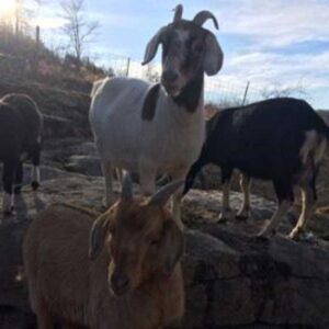 Maintaining Healthy Goat Hooves Image